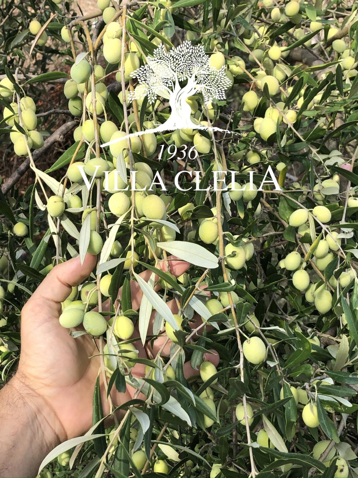 Il Palmento Di Villa Clelia 1936 ロクリ エクステリア 写真